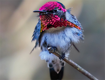 Cuban Bee Hummingbird.
