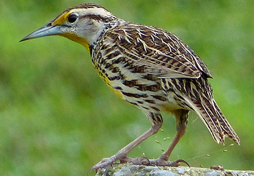 Cuban Eastern Meadowlark.