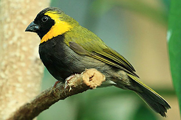 Cuban Gnatcatcher bird.