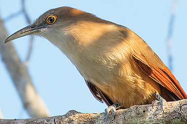 Cuban Great Lizard Cuckoo.