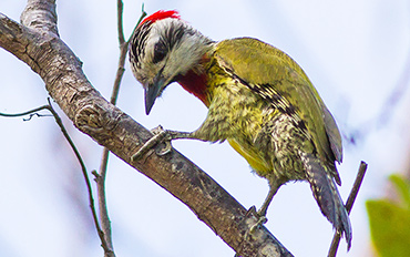 Cuban Green Woodpecker.