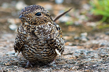 Cuban Nightjar bird.