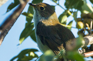 Cuban Solitaire bird.