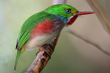Cuban Tody bird.