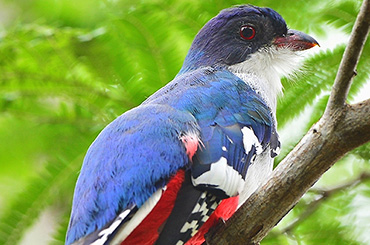 Cuban Trogon bird.
