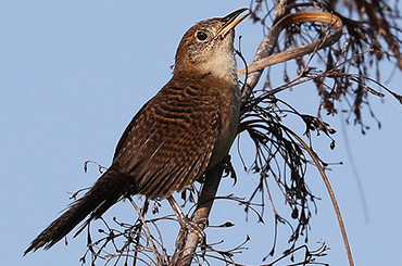 Cuba’s Zapata Sparrow.